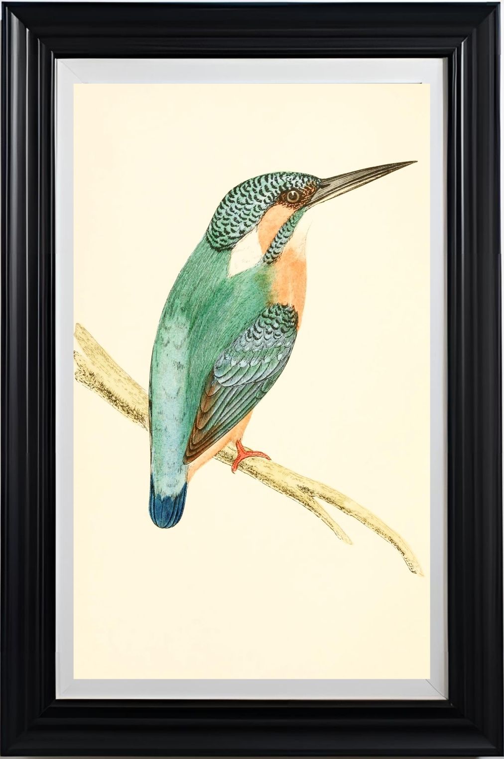 Kingfisher