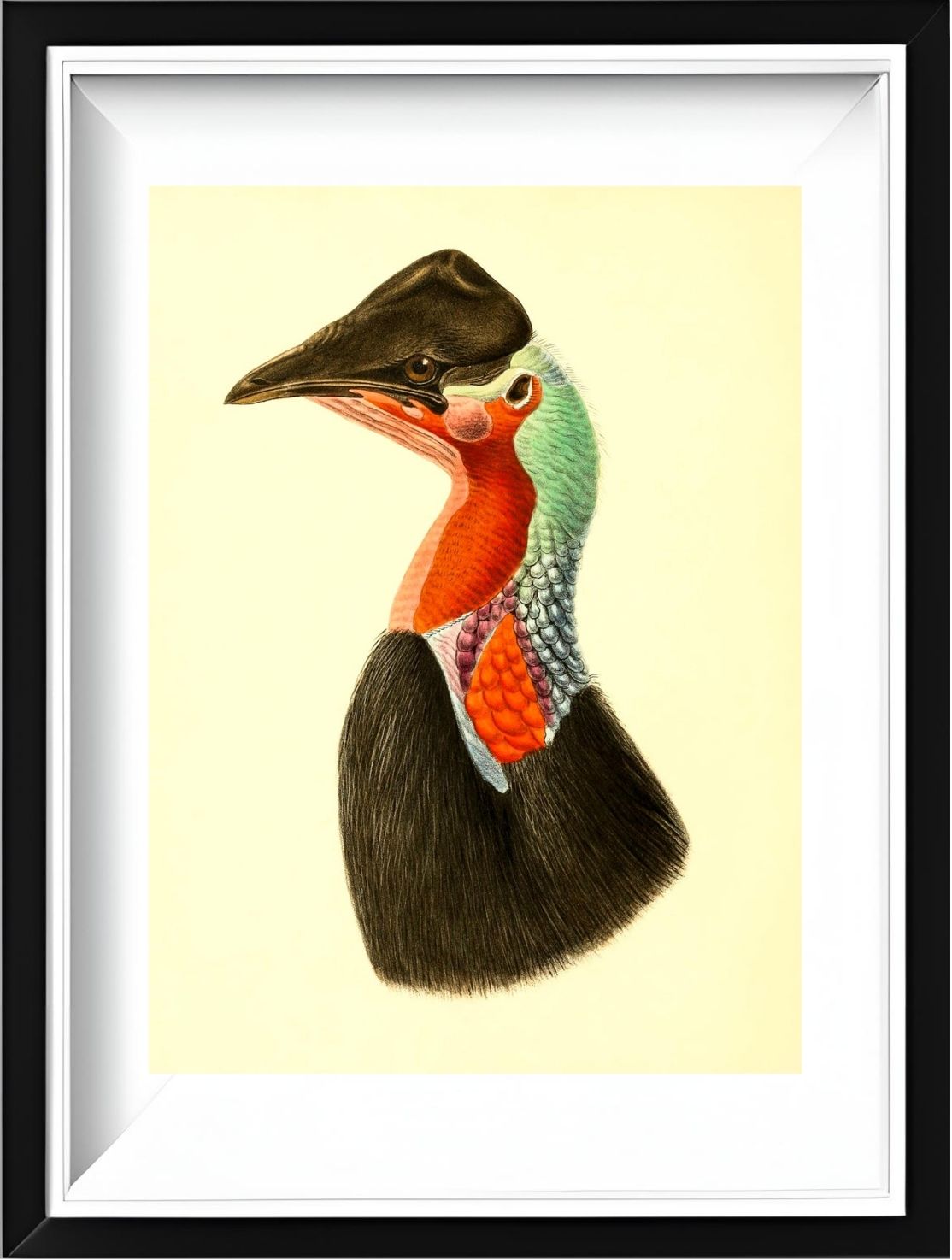 Casuarius Loriae