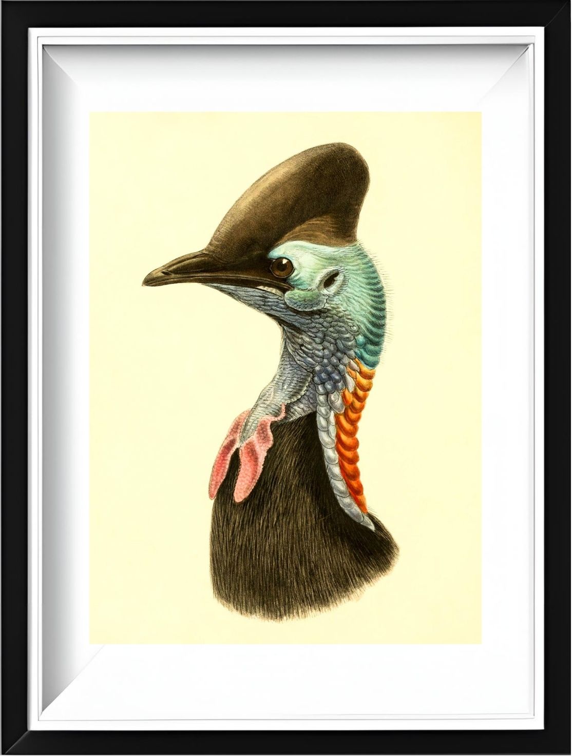 Casuarius Casuarius