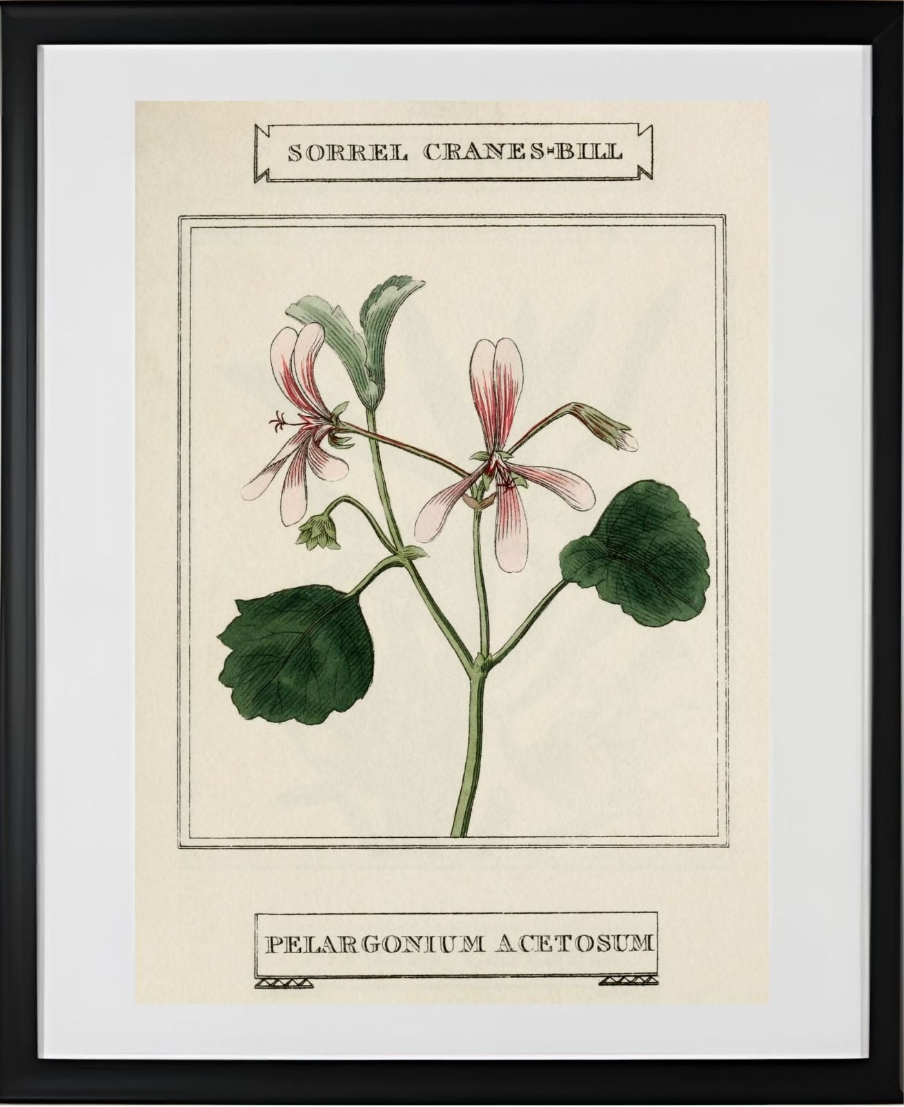 Sorrel Cranes-Bill