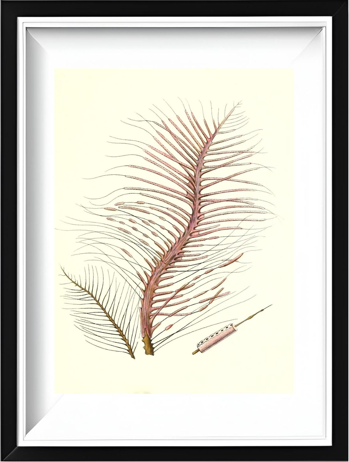 Gorgonia fetofa