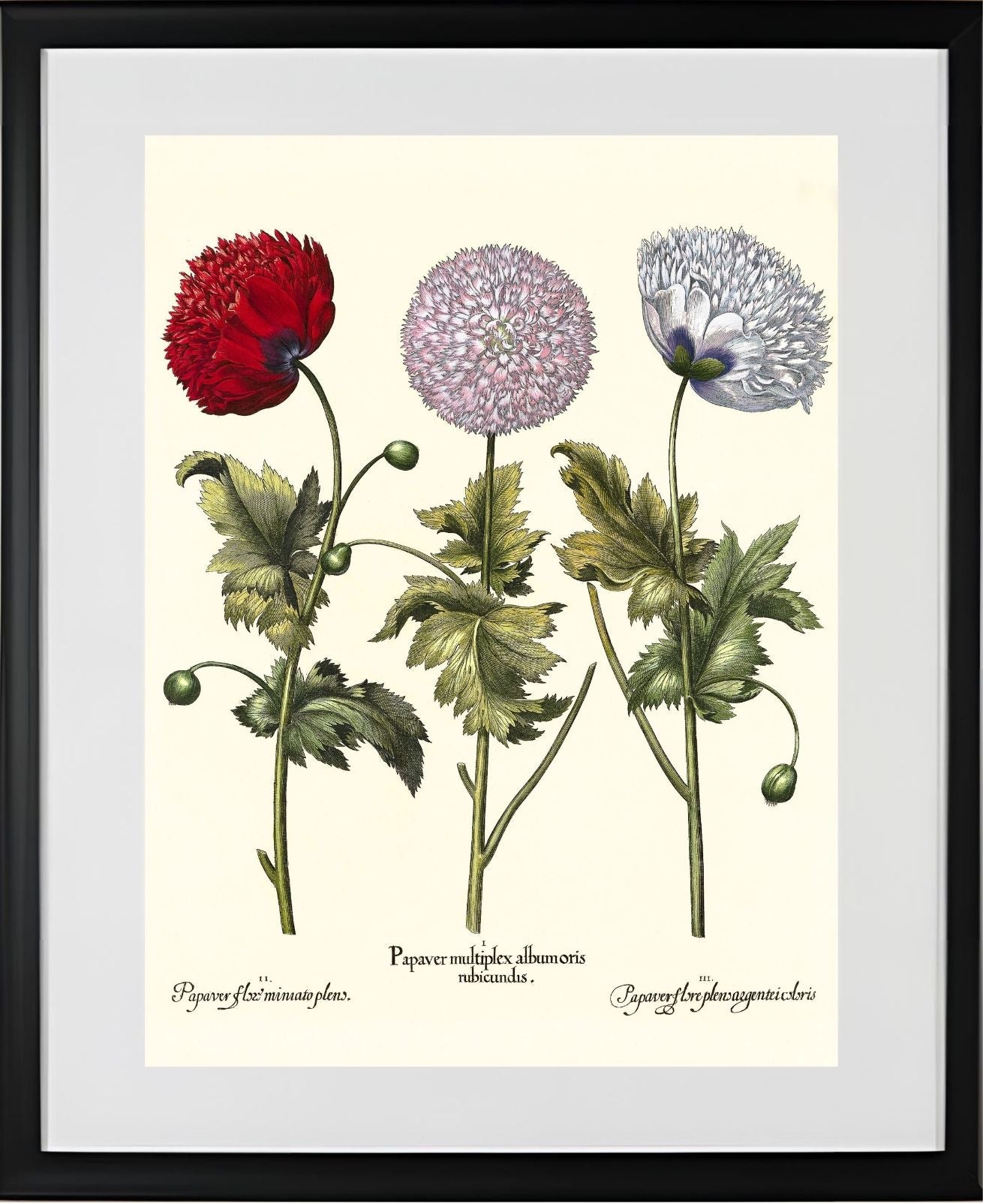 Double-flowered variegated garden poppy, et al