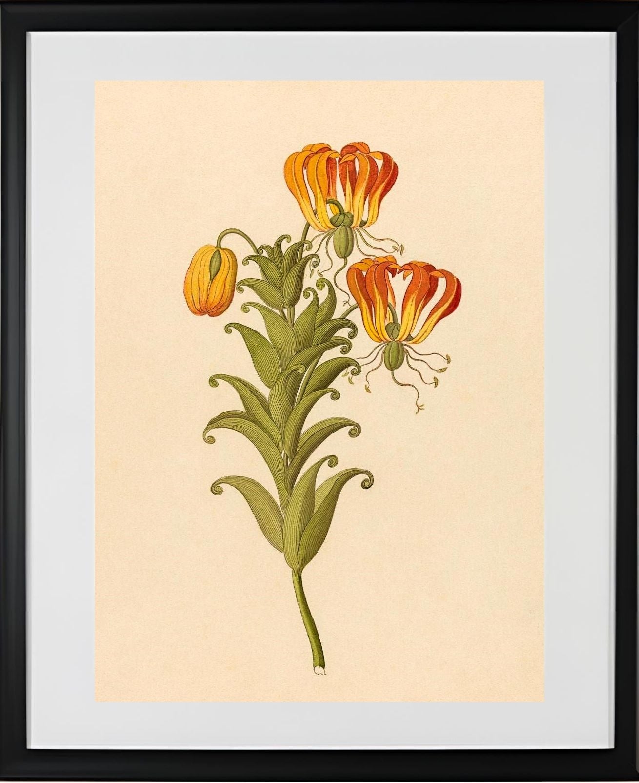 Gloriosa (Gloriosa Superba)