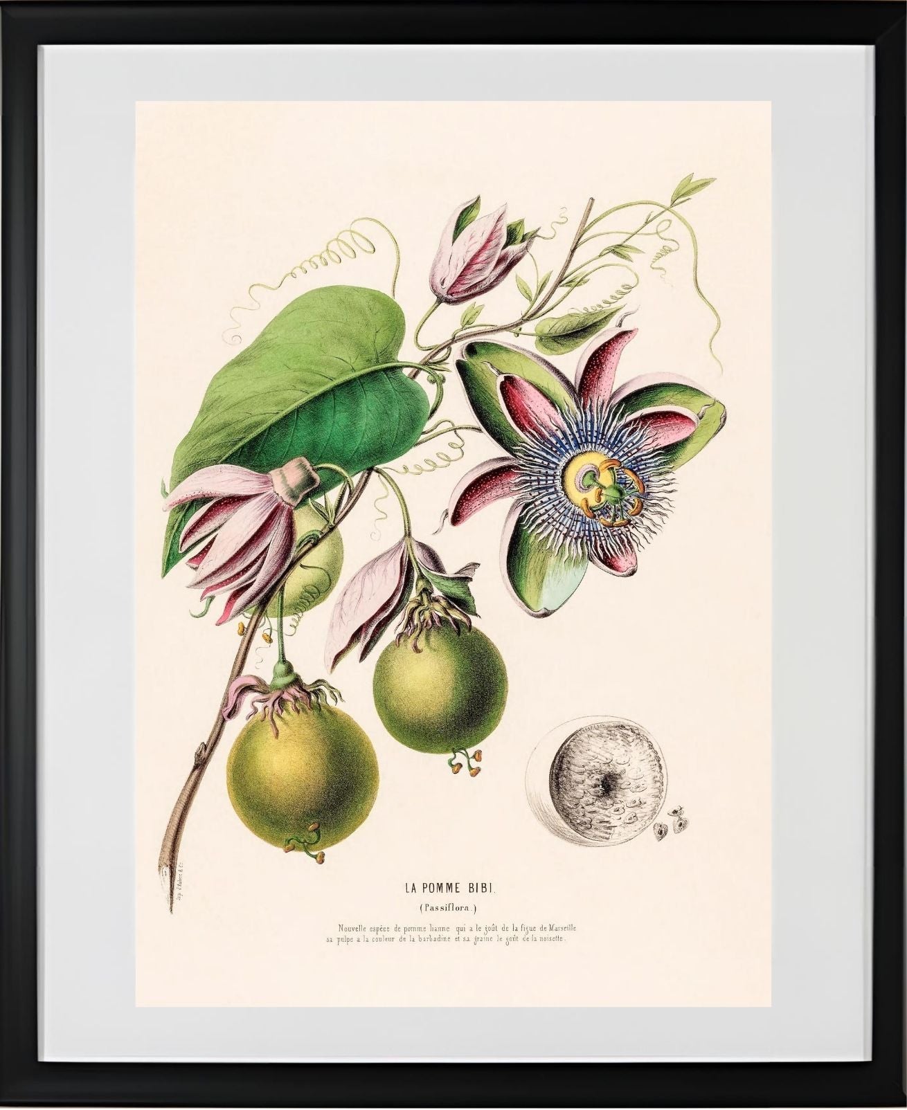 La Pomme Bibi (Passiflora)