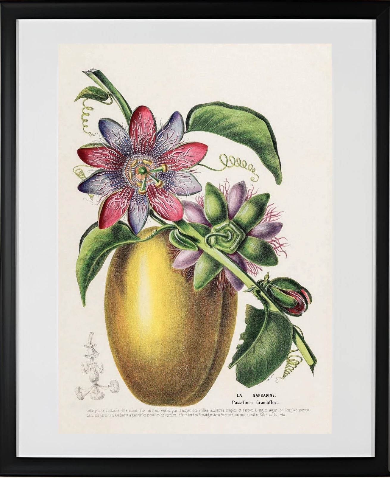 La Barbadine (Passiflora Grandiflora)