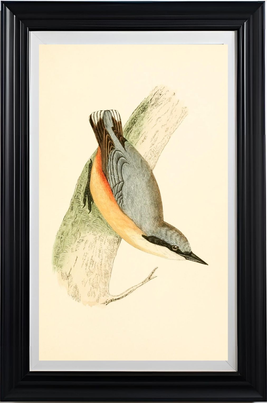Nuthatch