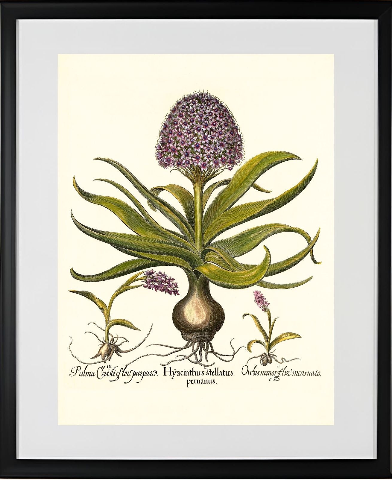 Peruvian squill, Pink spotted wild orchid, et al