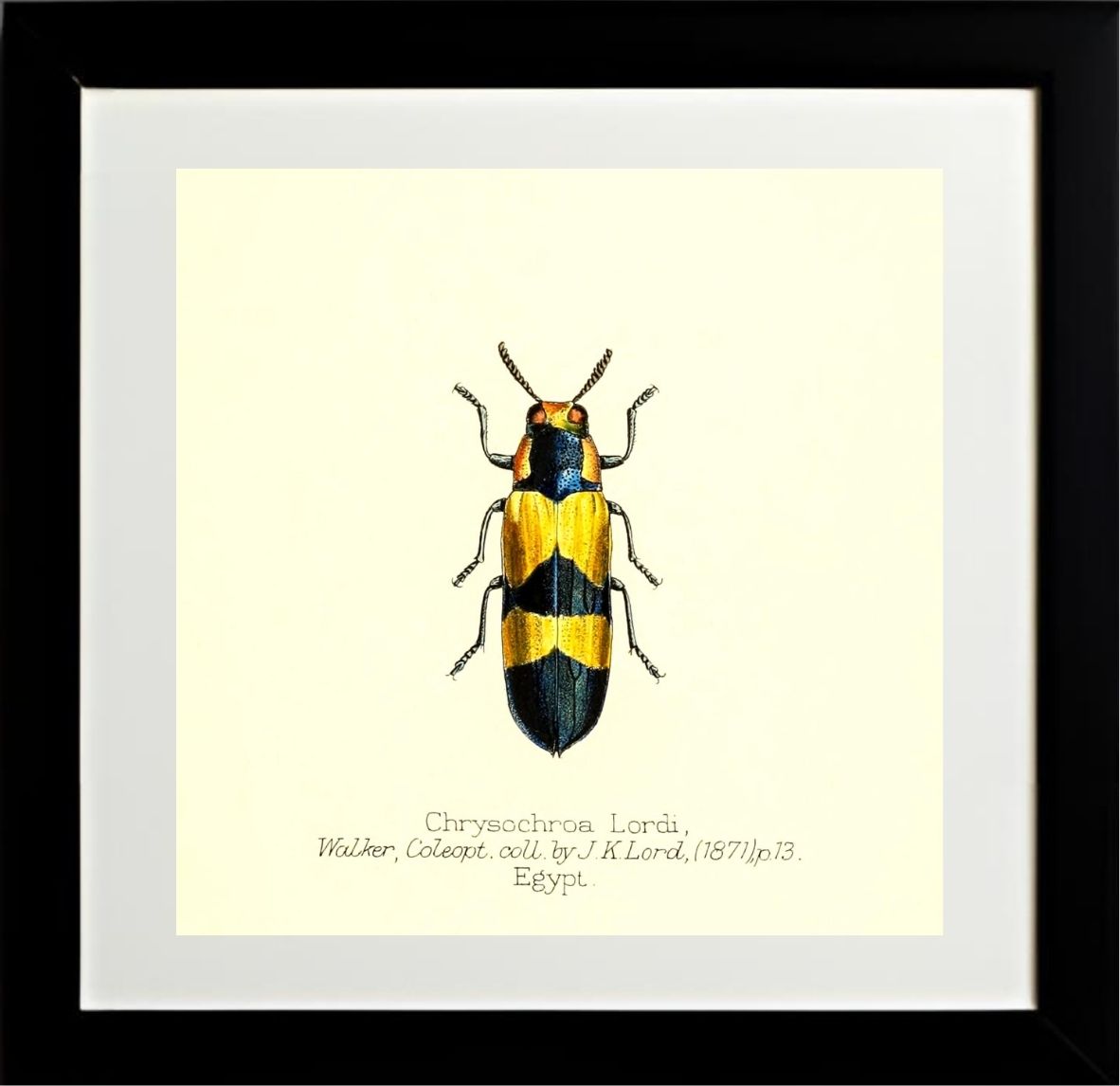 Chrysochroa Lordi