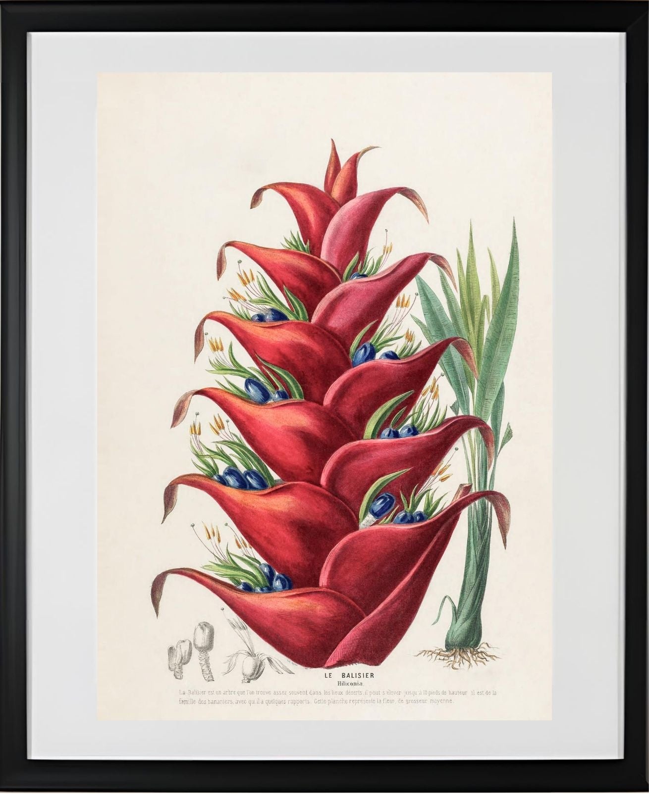 Le Balisier (Hiliconia)