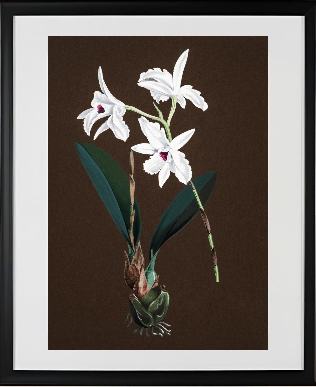 Laelia Acuminata