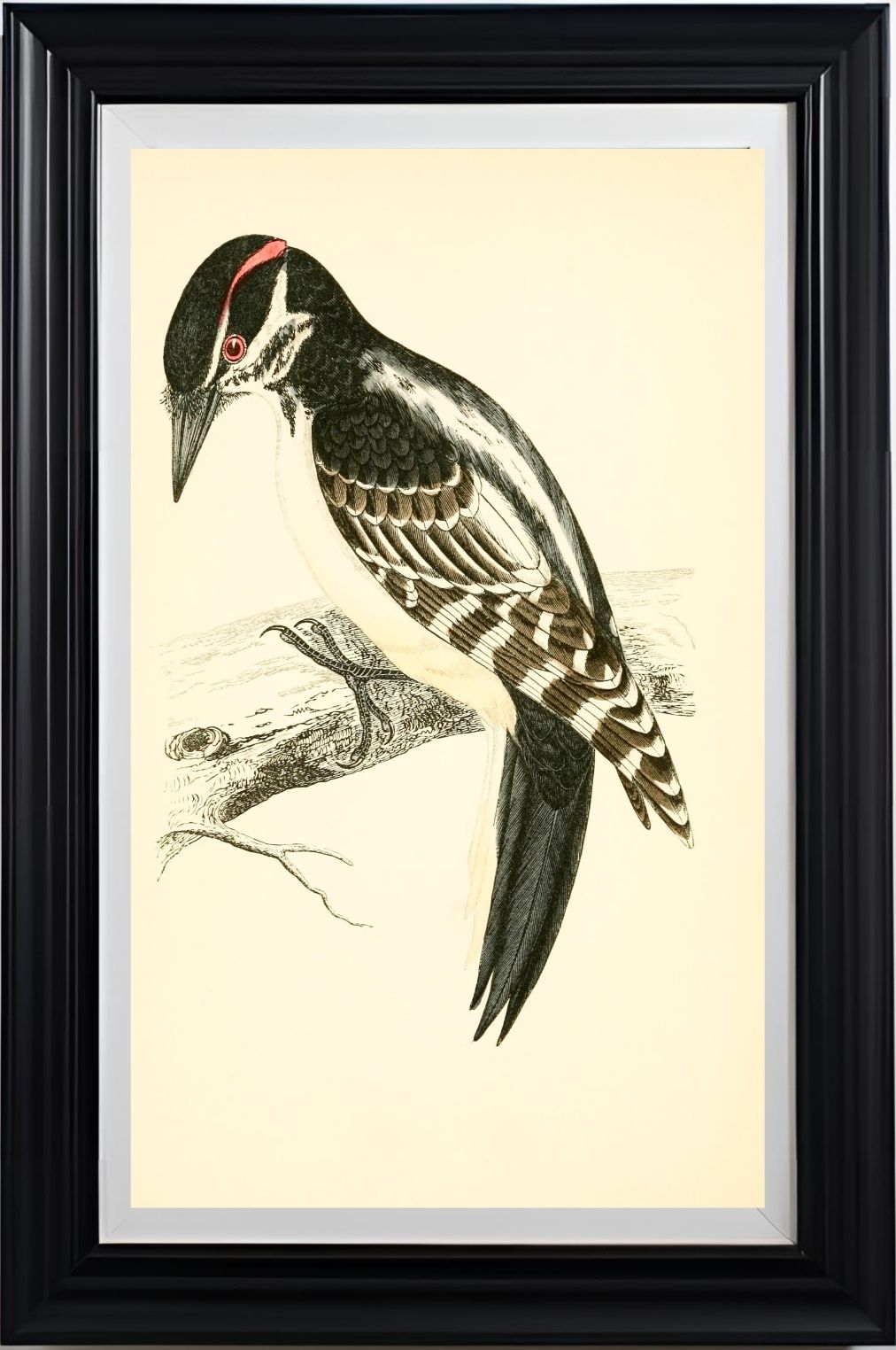 Hairy Woodpecker