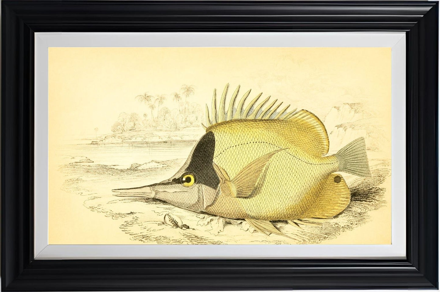 Long-Beaked Chelmon