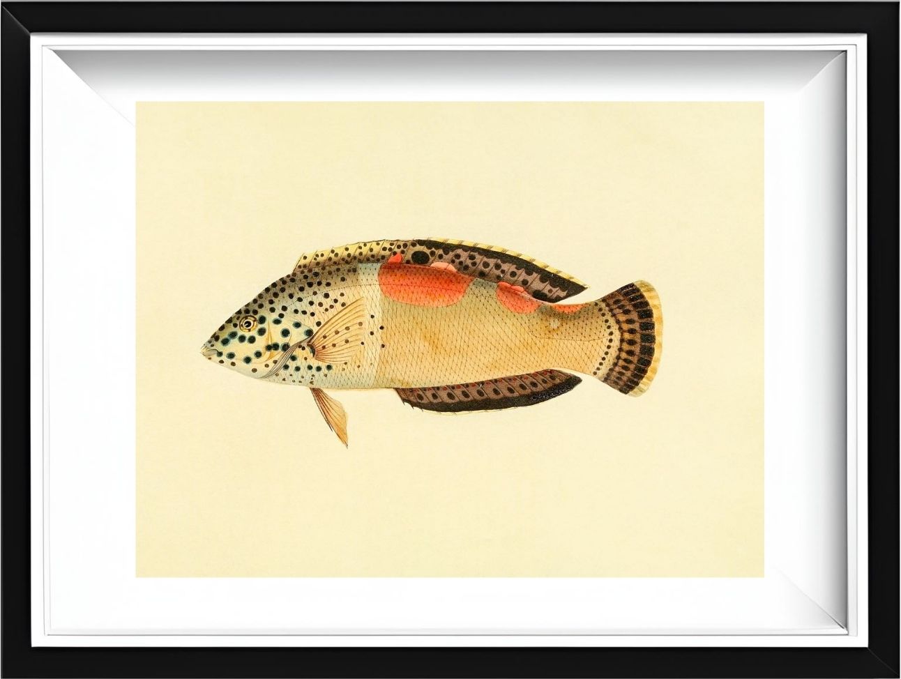Labrus Aureo-Maculatus