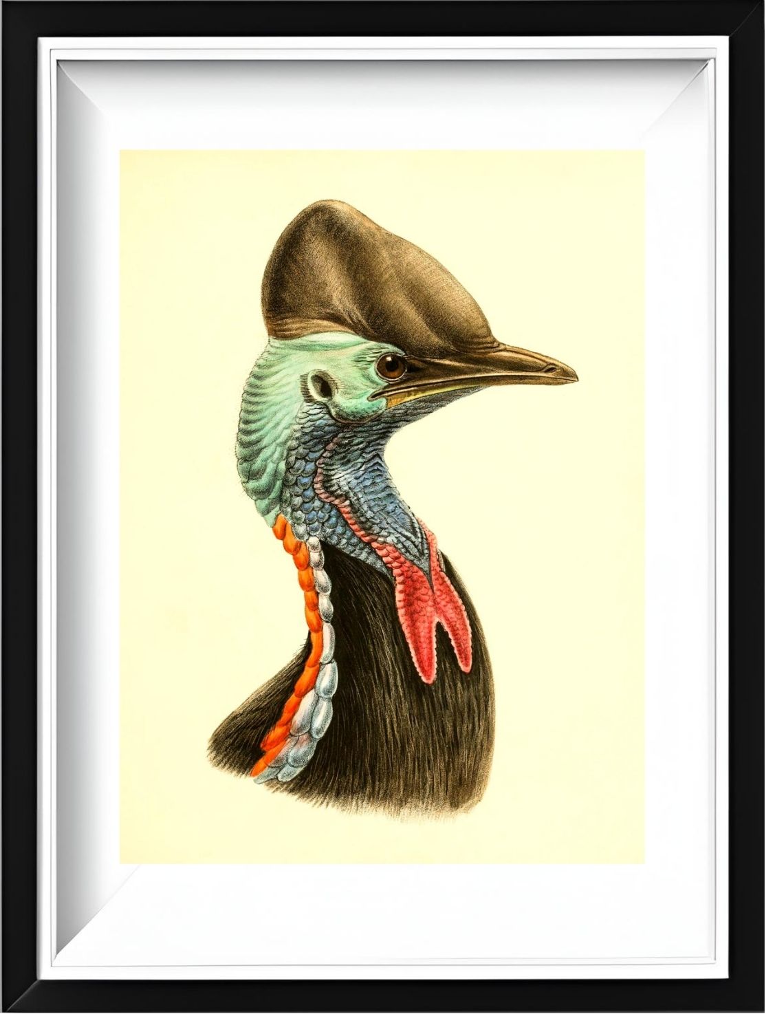Casuarius Casuarius Beccarii