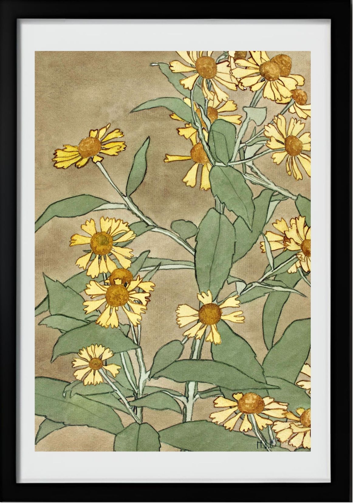 Daisies with Orange Centre and Yellow Petals