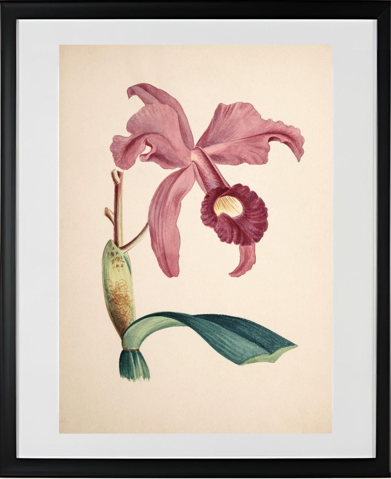 Cattleya Lawrenceana