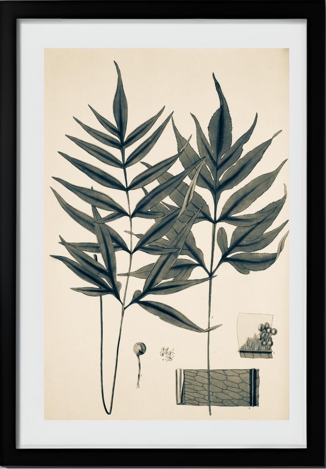 Pteris Denticulata