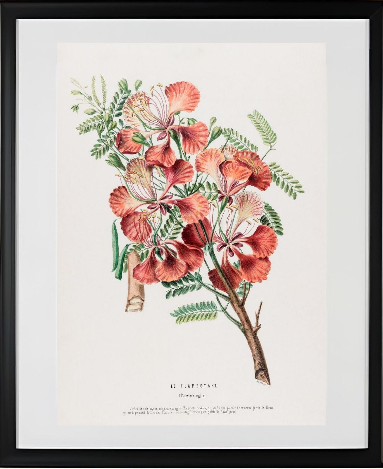 Le Flamboyant (Poinciana Regina)