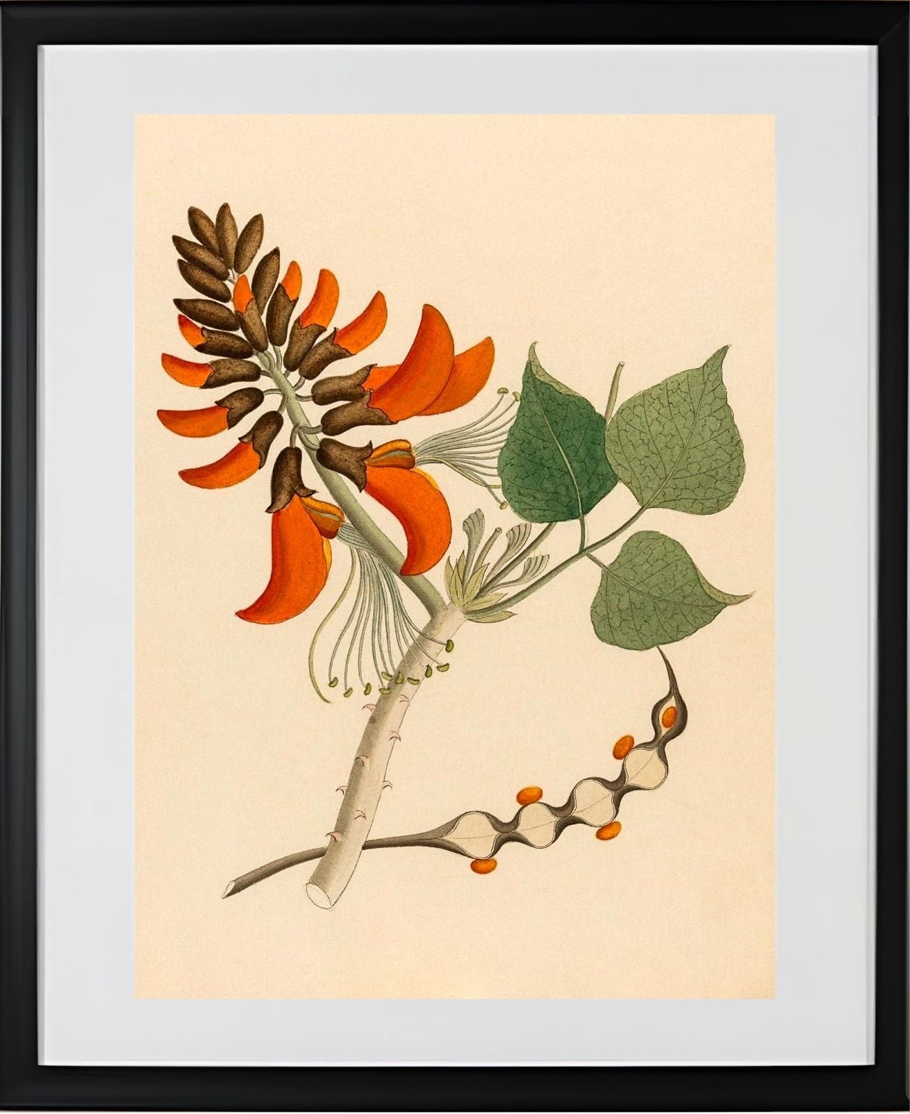 Erythrina Caffra