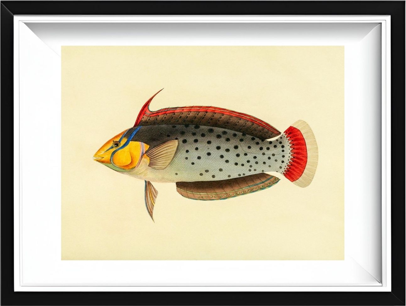 Labrus Formosus