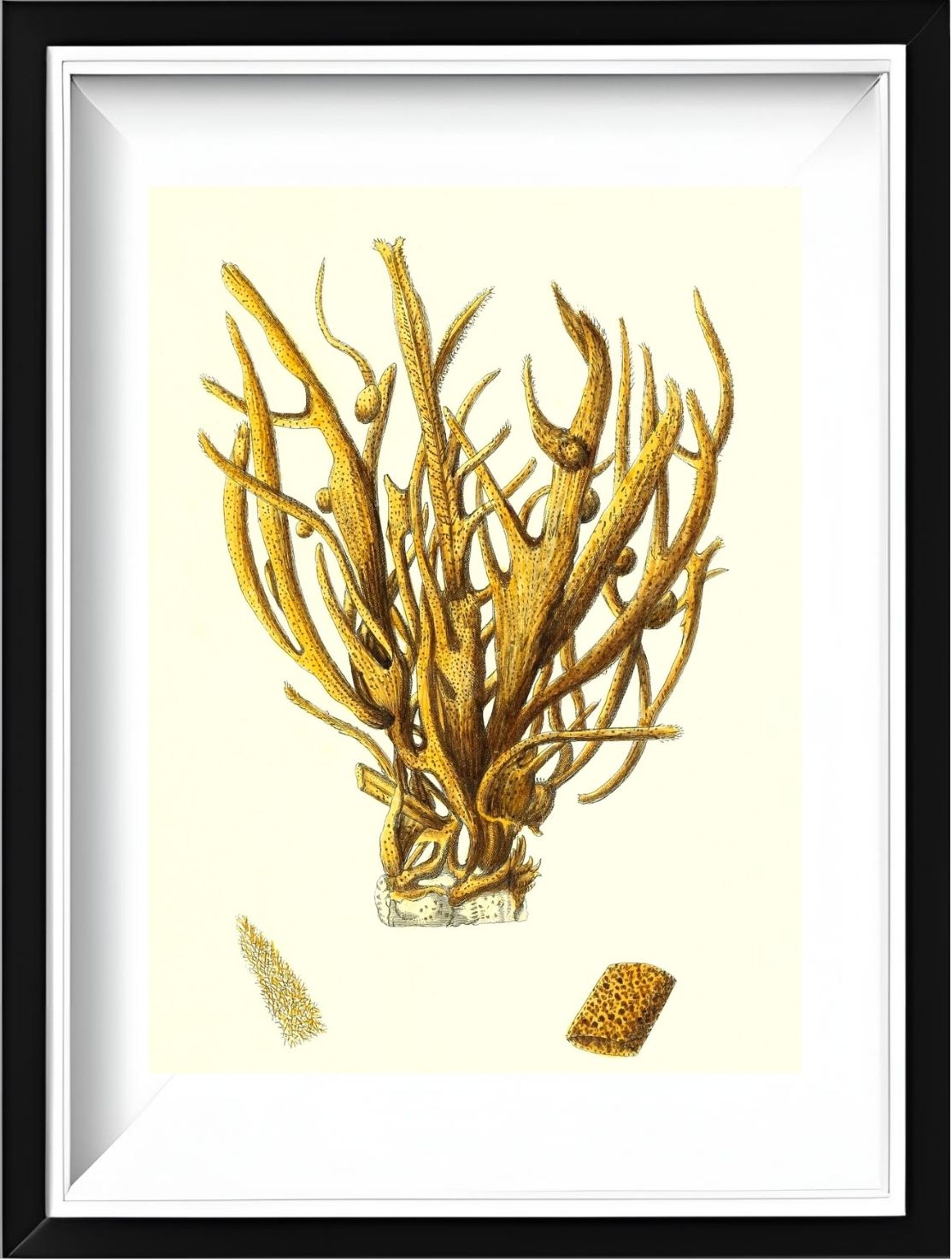 Spongia alcicornis