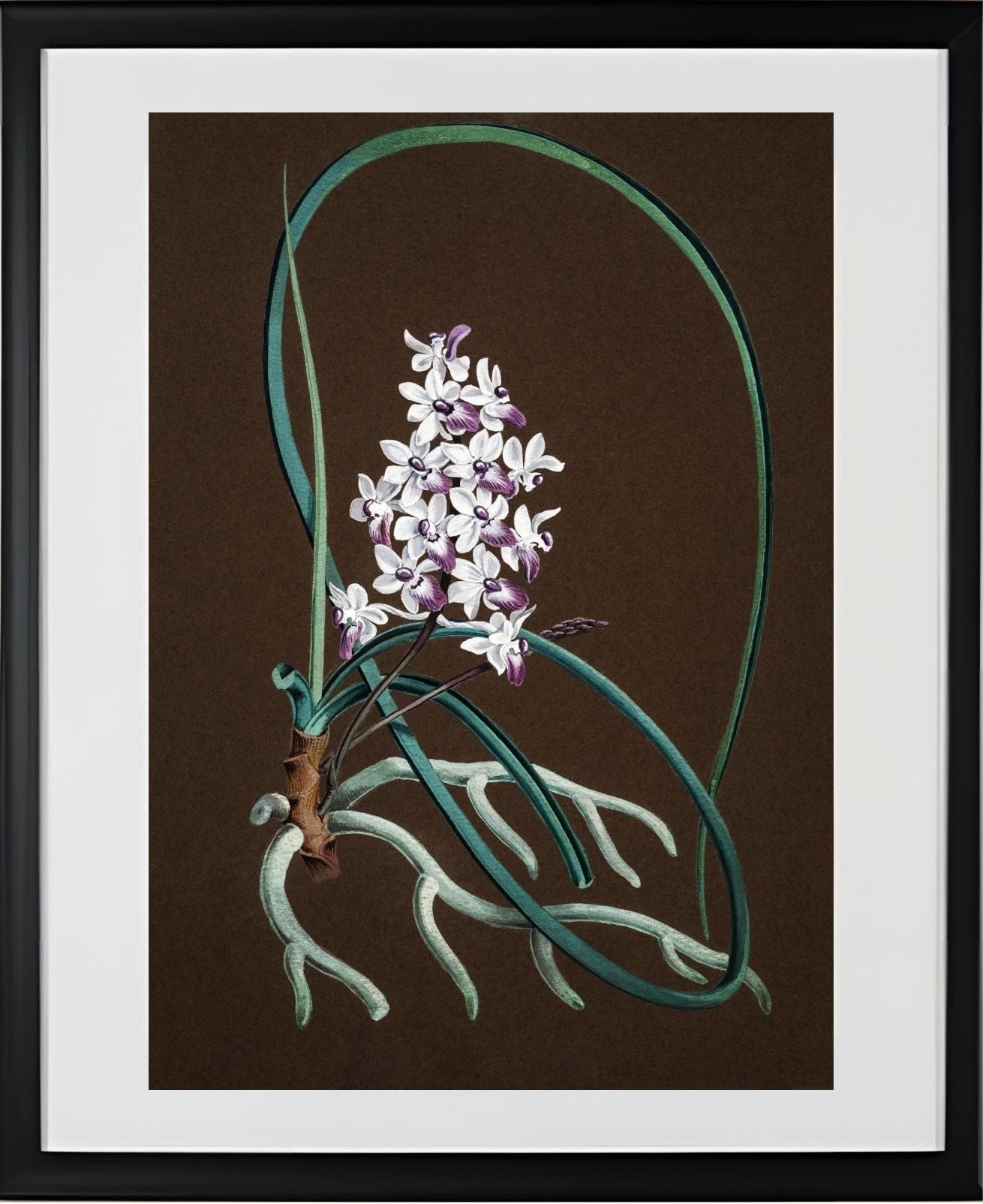 Aerides Mitratum