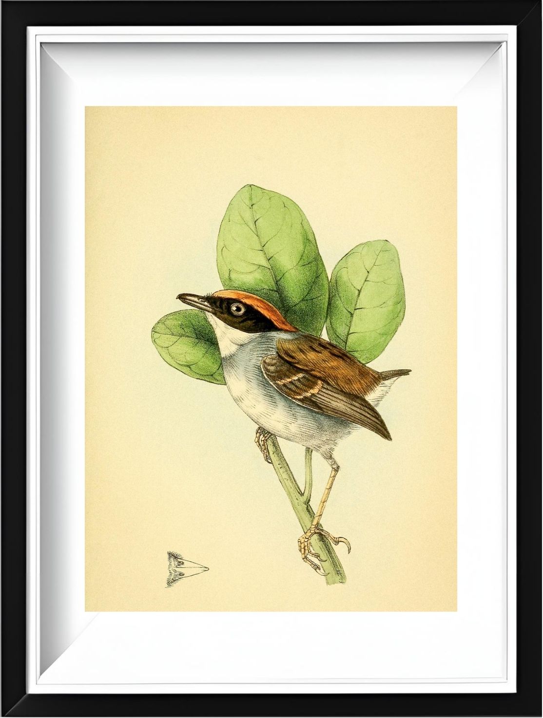 Rufous Crowned Flatbill Male