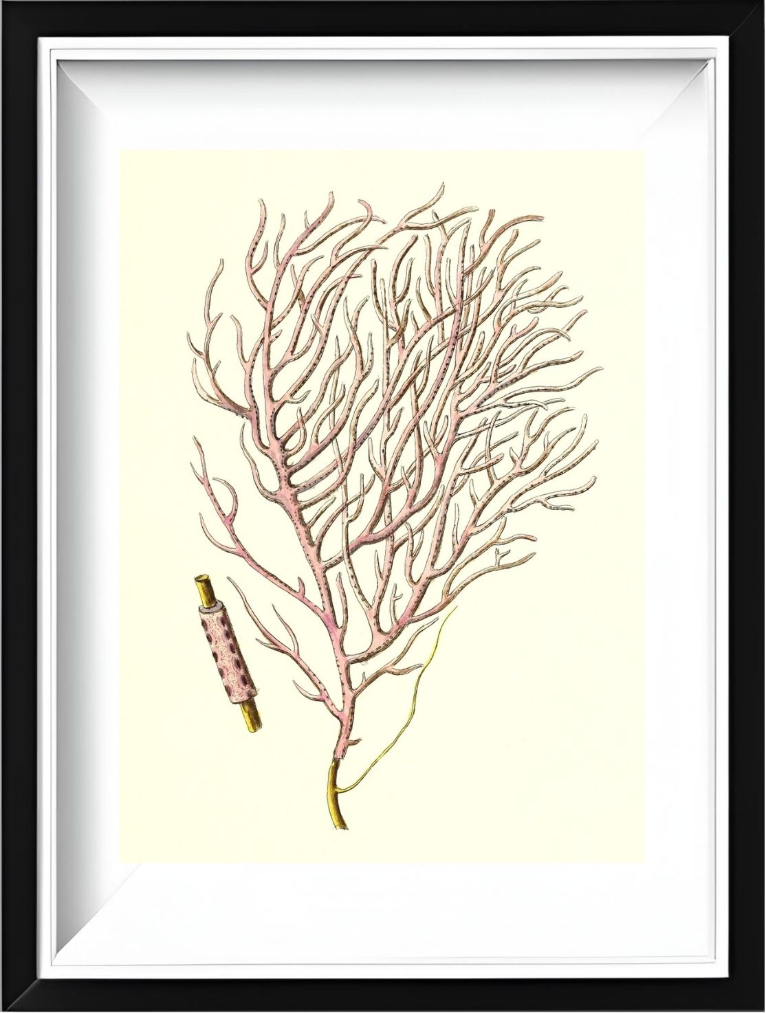 Gorgonia violacea
