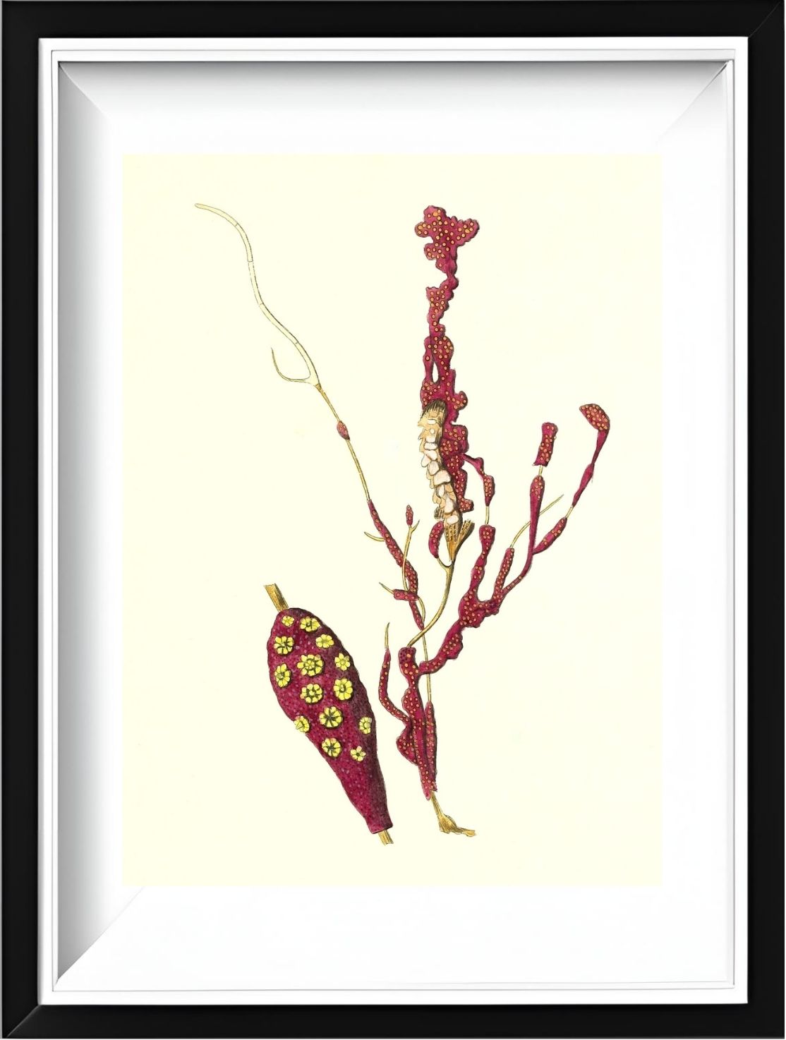 Gorgonia coralloides