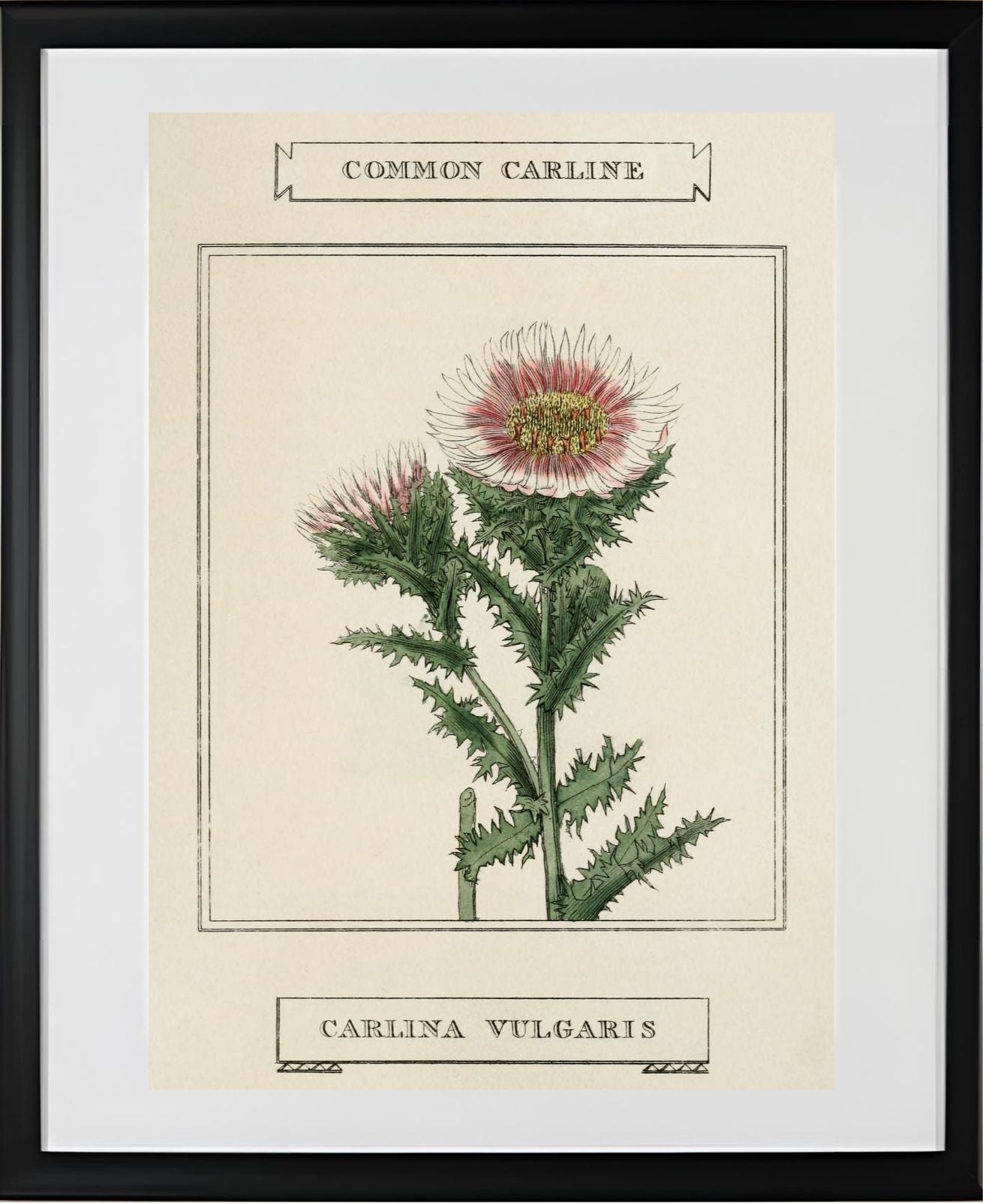 Common Carline