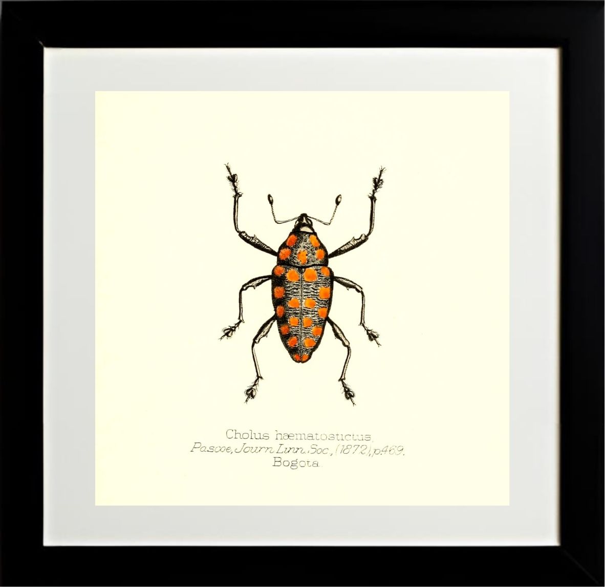 Cholus Haematostictus