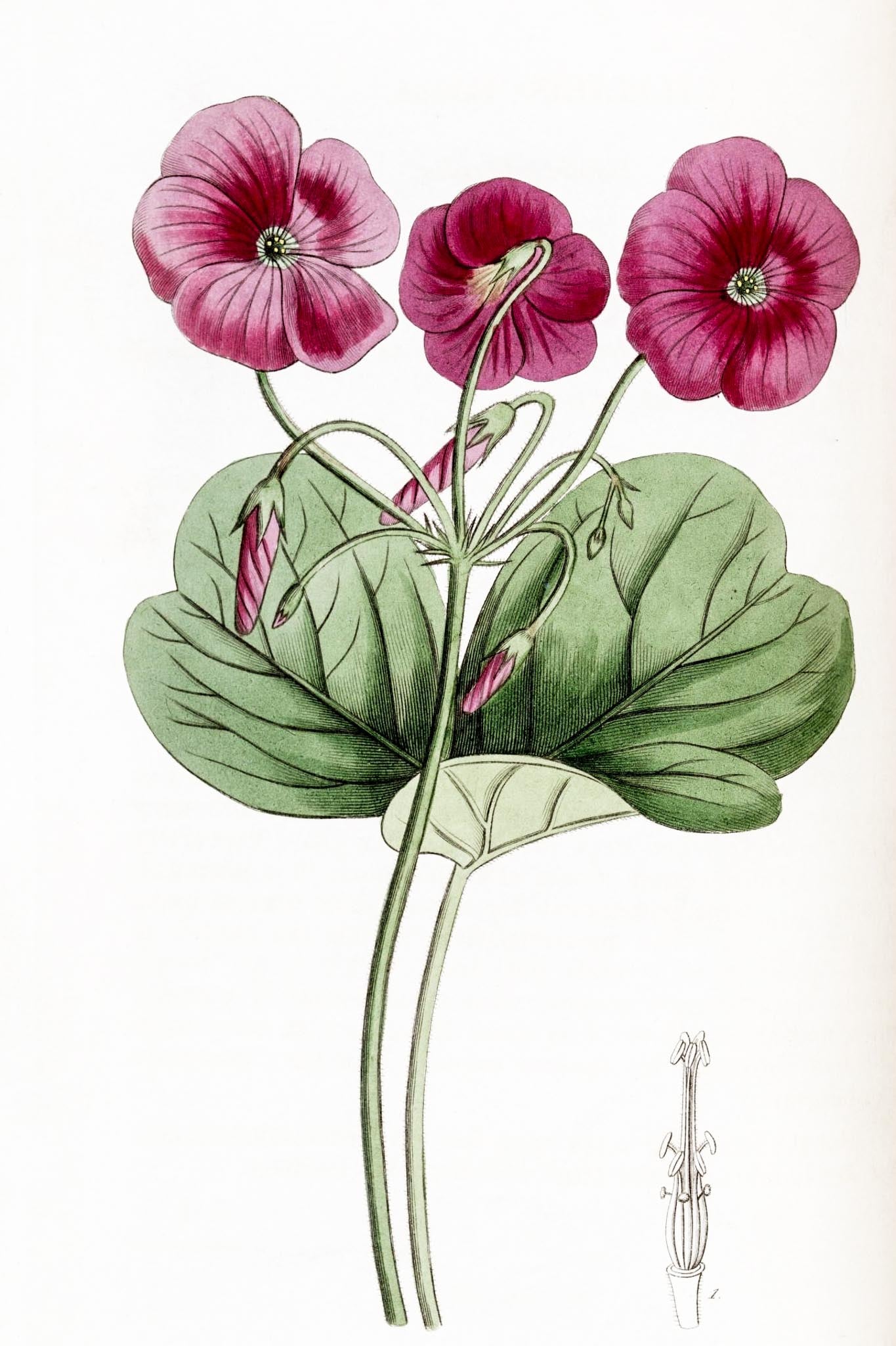 Bowie's Oxalis