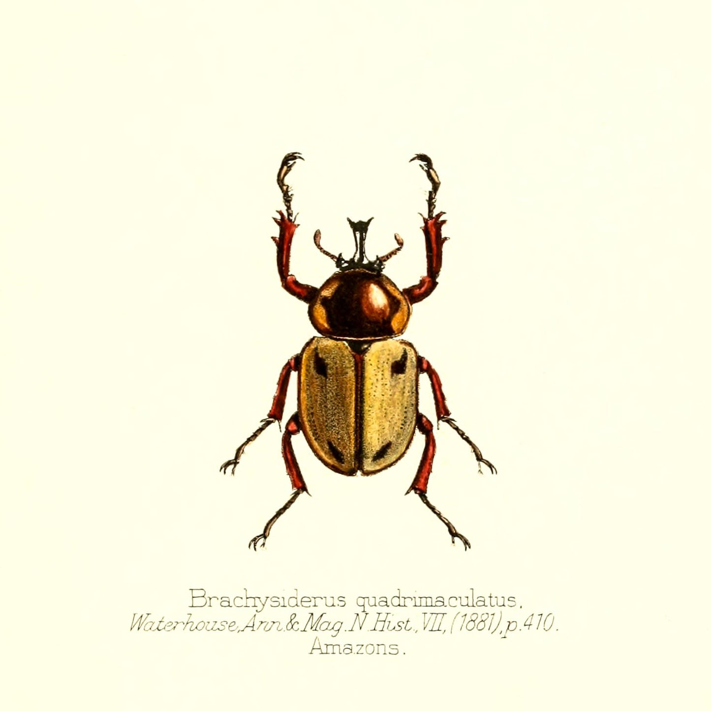 Brachysiderus Quadrimaculatus