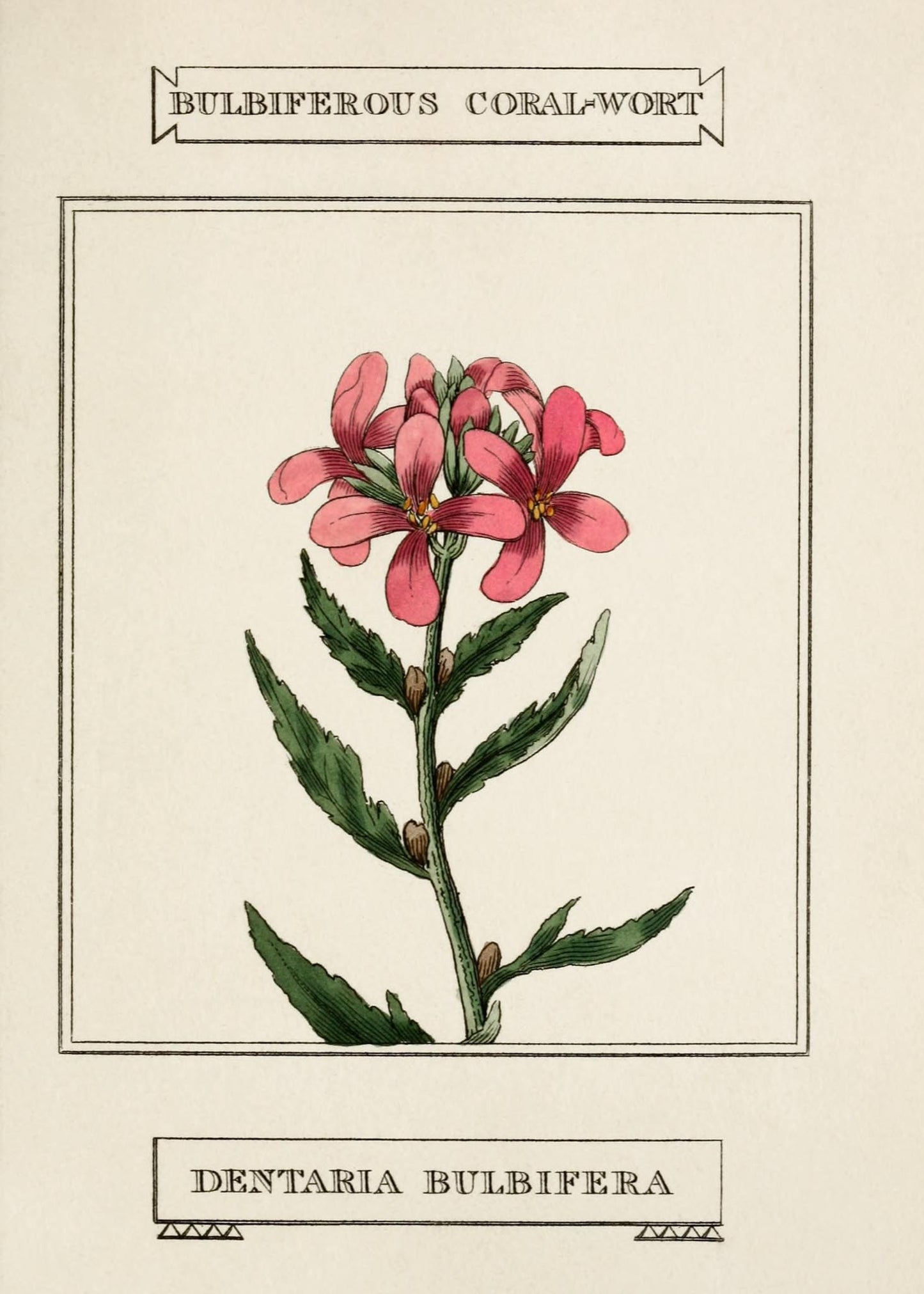 Bulbiferous Coral-Wort