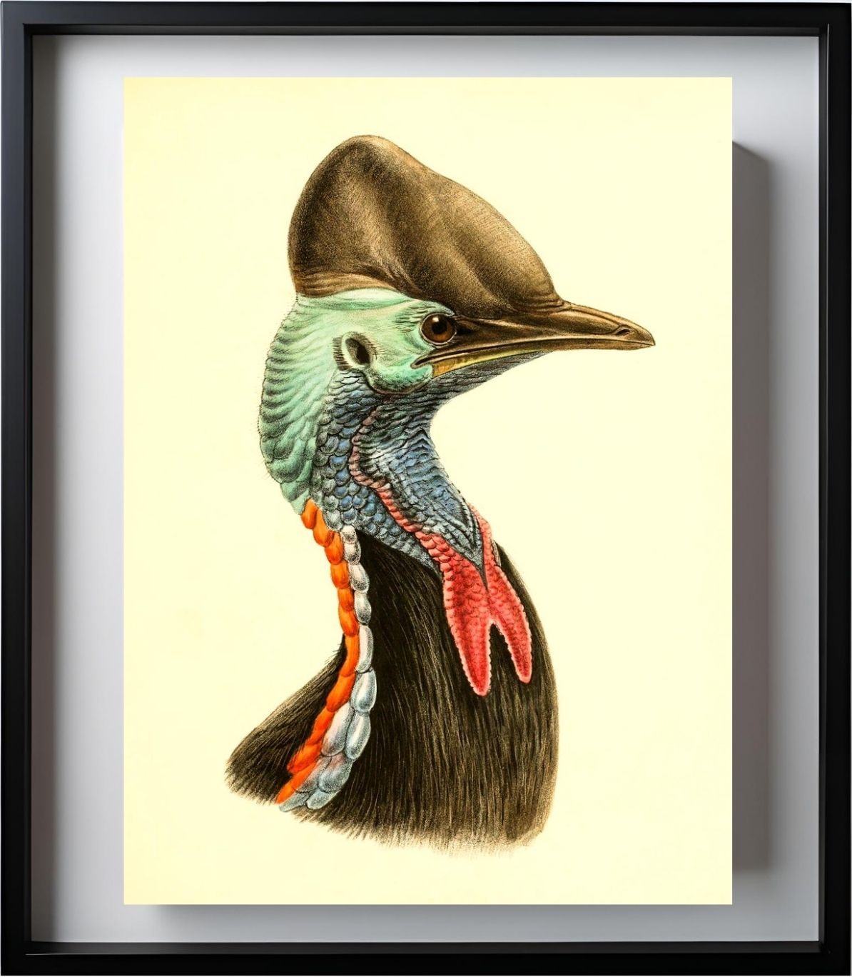 Casuarius Casuarius Beccarii