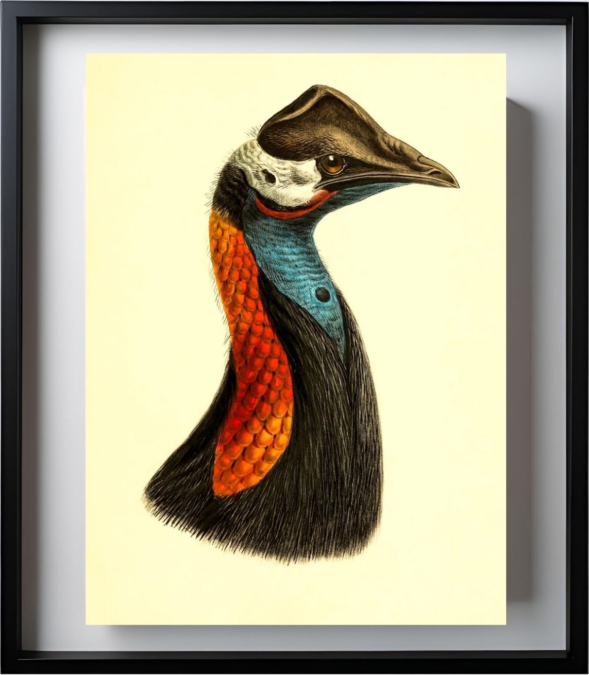 Casuarius Papuanus Edwardsi