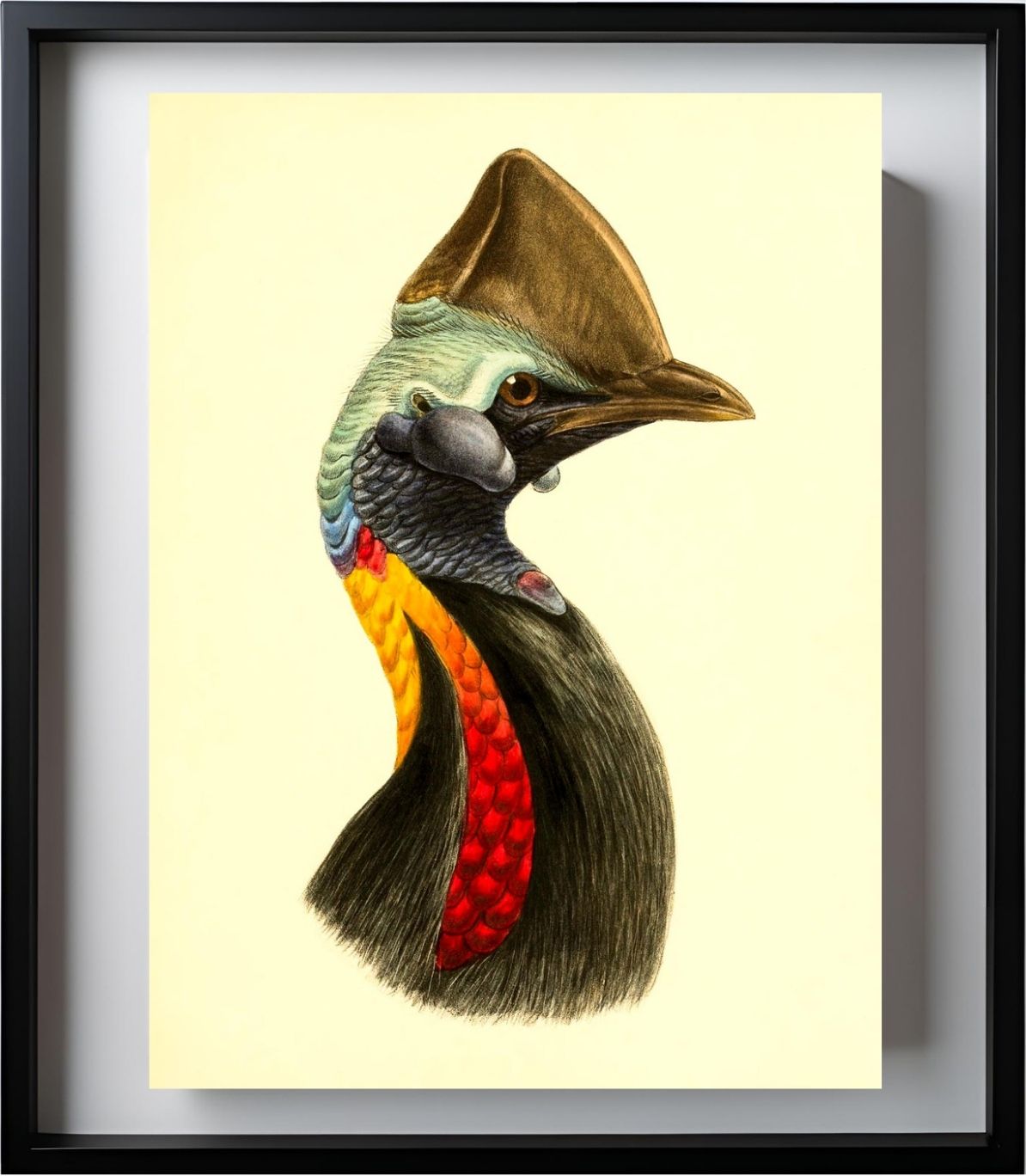 Casuarius Philipi