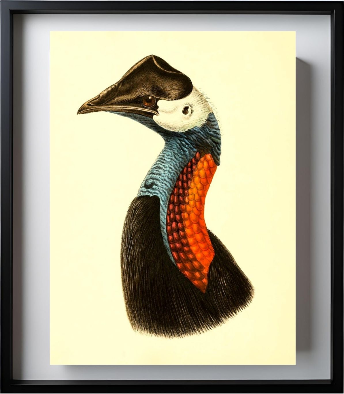 Casuarius Papuanus