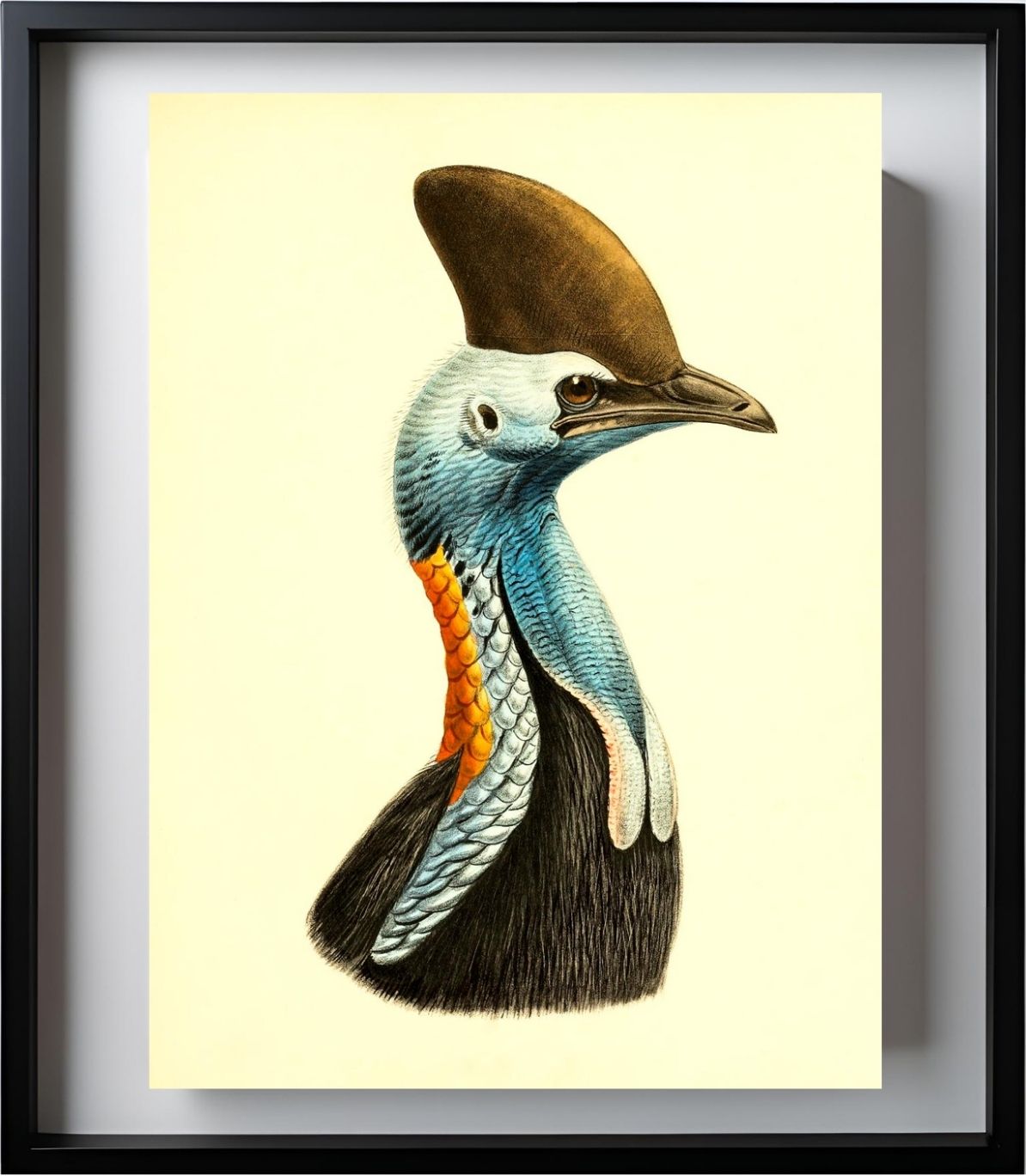Casuarius Casuarius Intensus