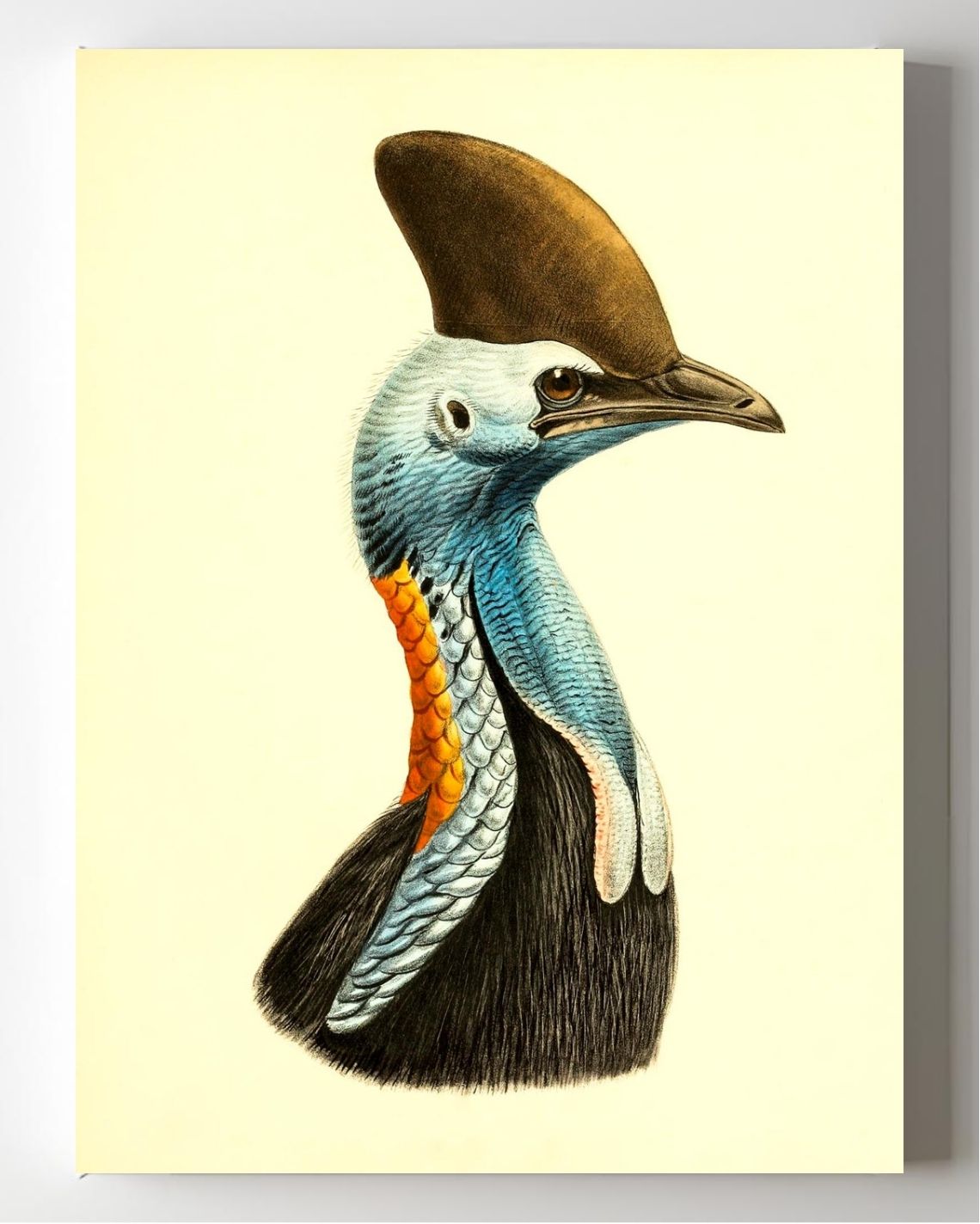 Casuarius Casuarius Intensus