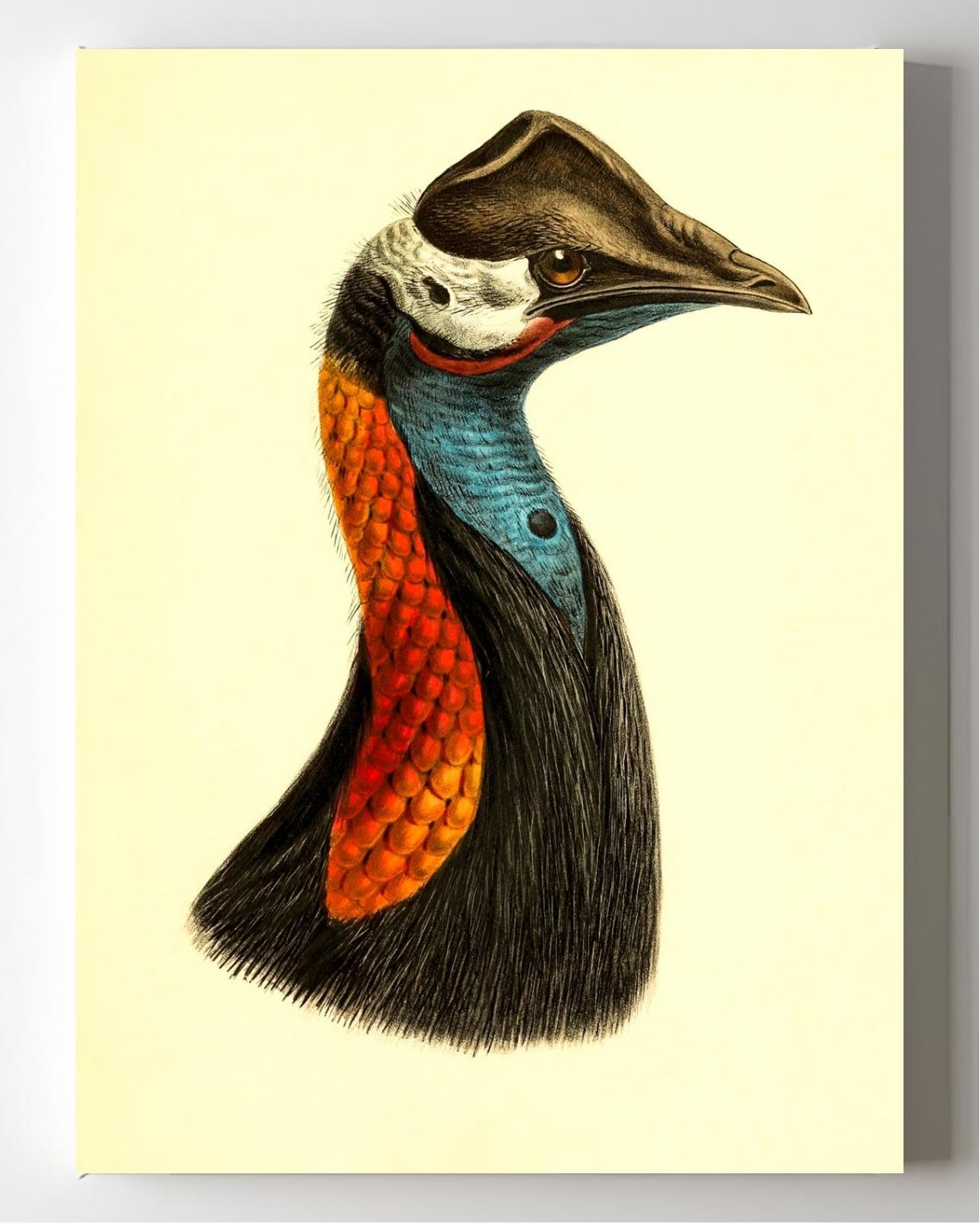 Casuarius Papuanus Edwardsi