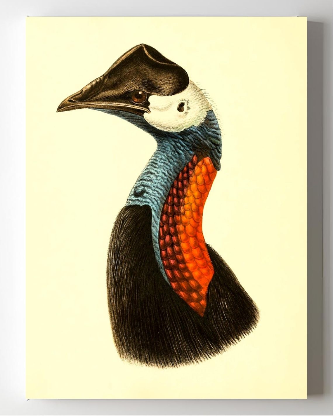 Casuarius Papuanus