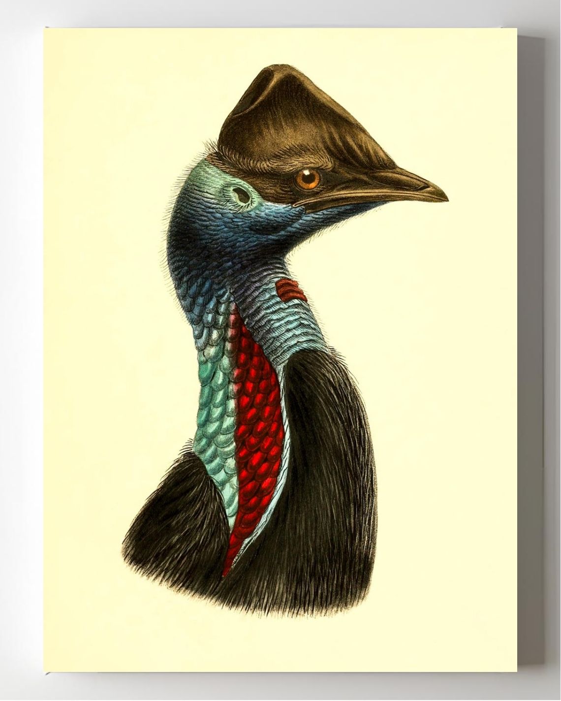 Casuarius Picticollis