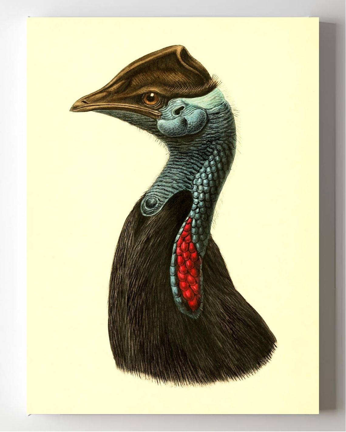 Casuarius Picticollis Hecki