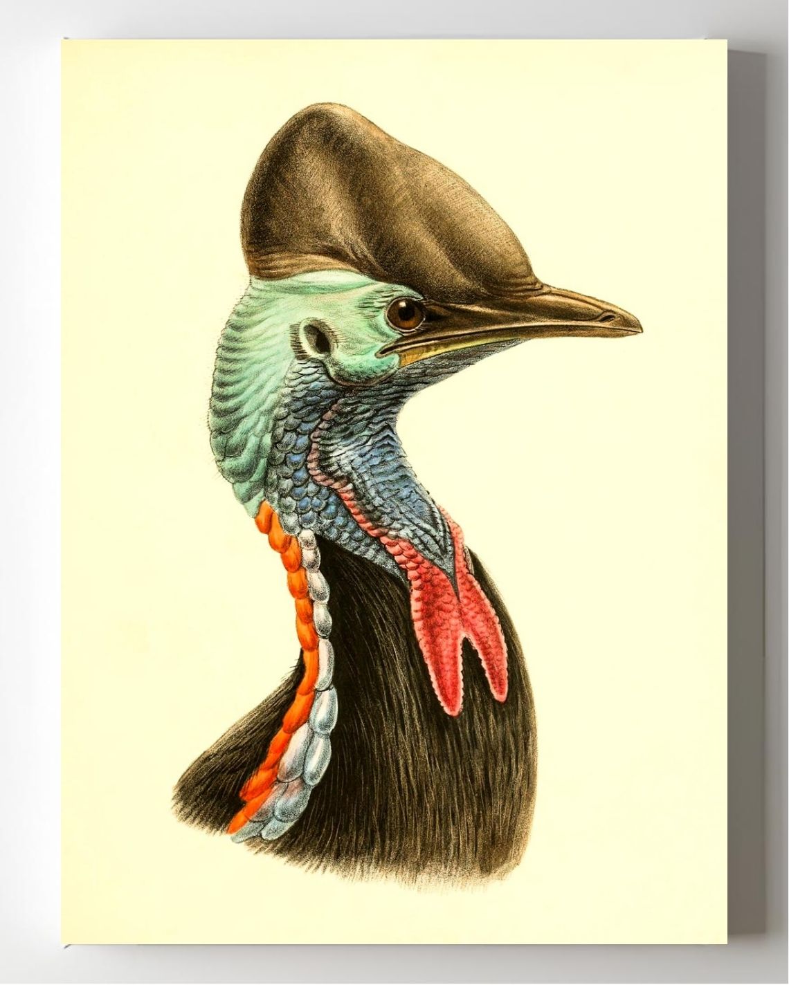 Casuarius Casuarius Beccarii