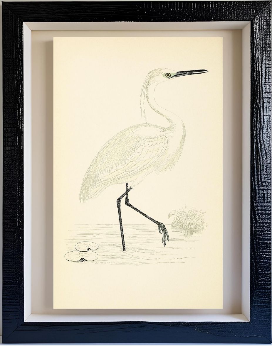 Little Egret
