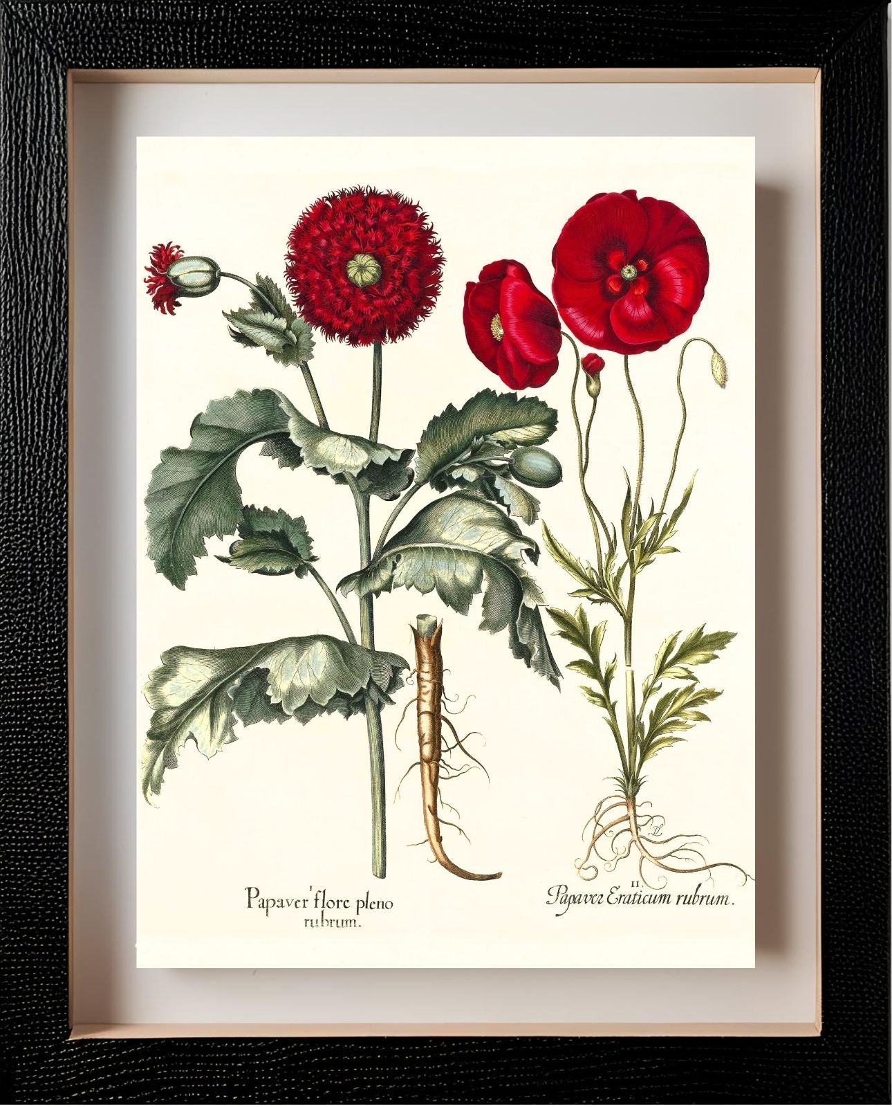 Double-flowered red garden poppy, Corn poppy