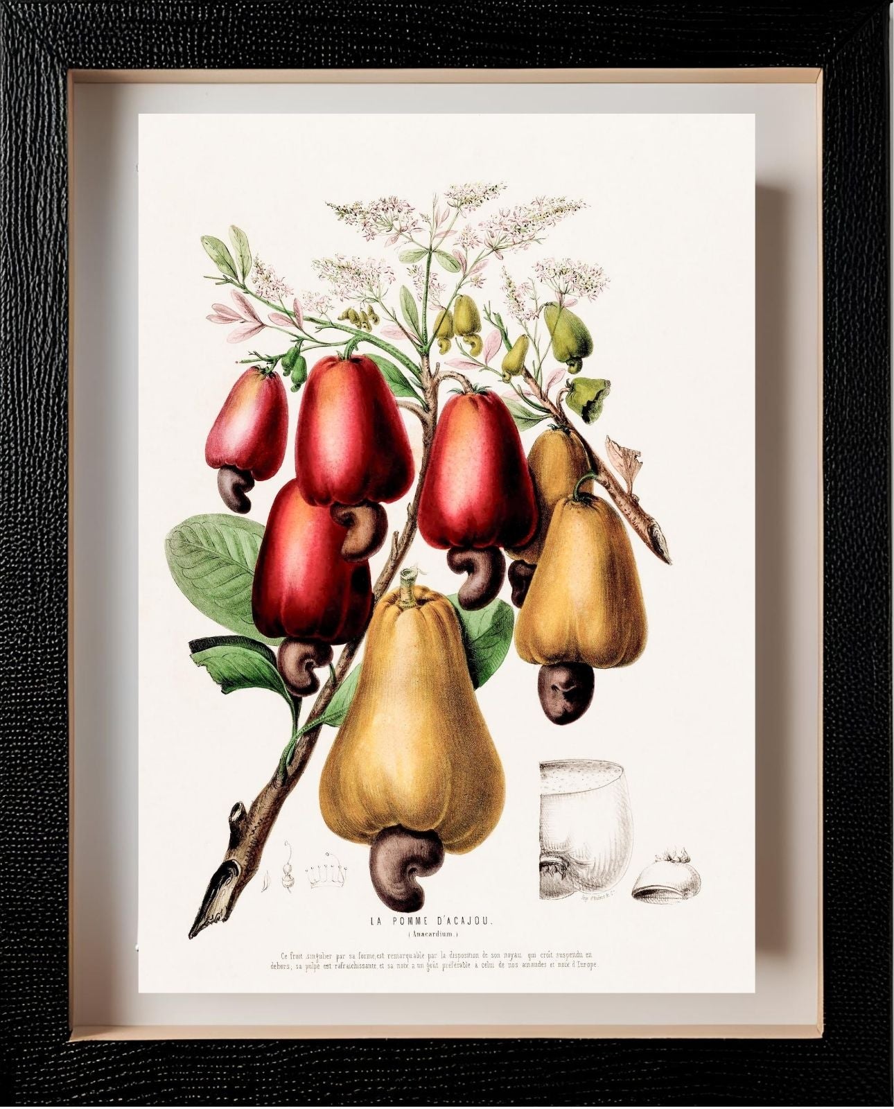 La Pomme d'Acajou (Anacardium)