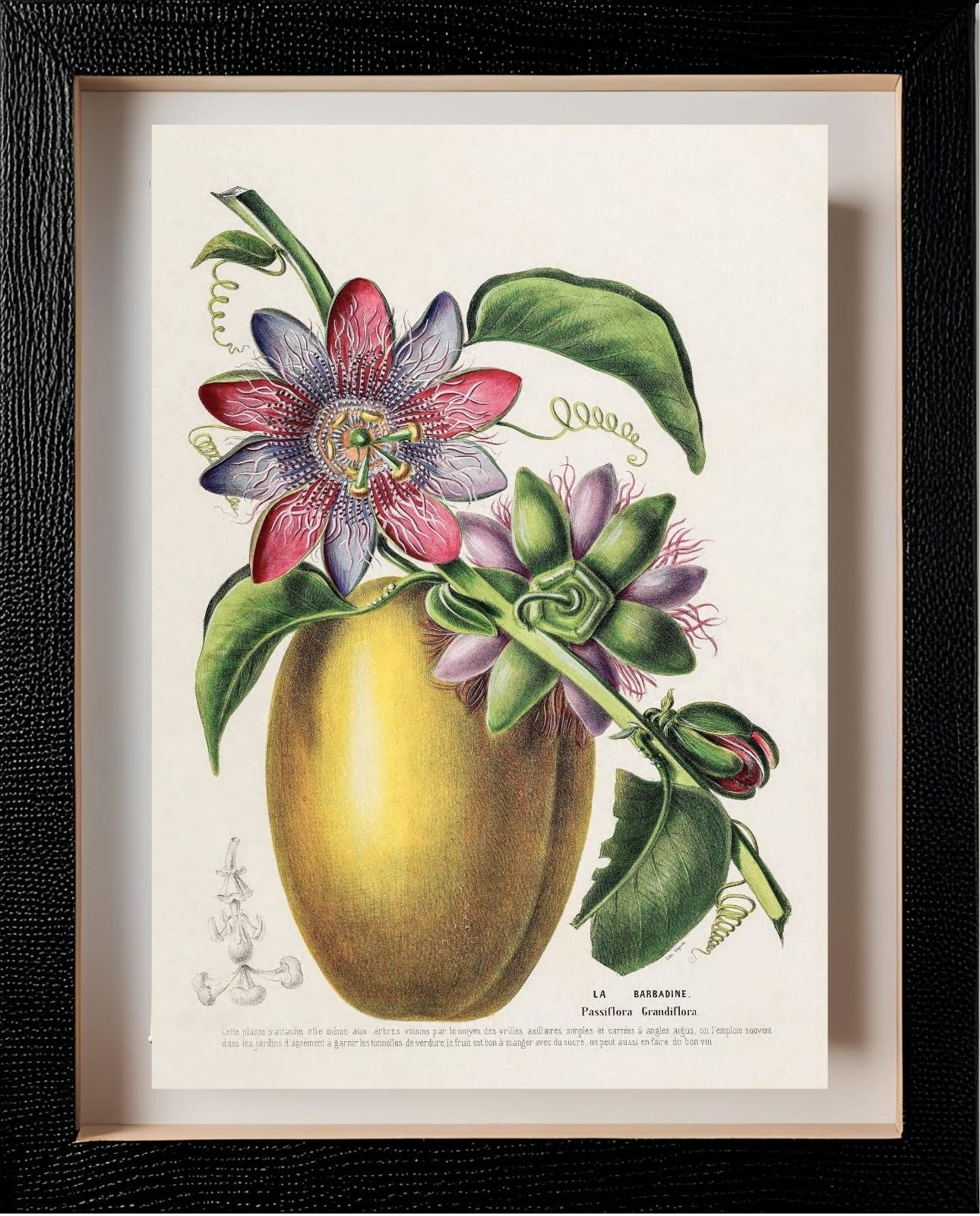 La Barbadine (Passiflora Grandiflora)