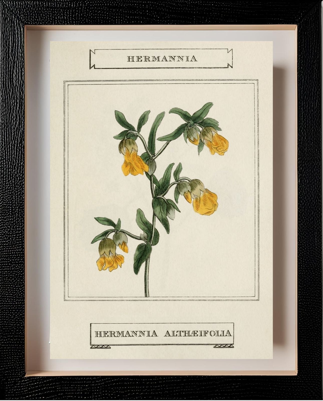 Hermannia